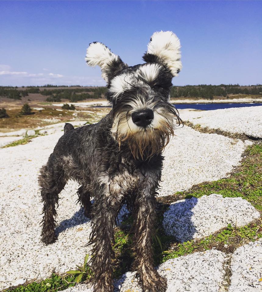 Chumpie the Miniature Schnauzer